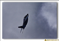 Alpha Jet Solo Display 2011 - 13