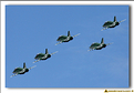 Saudi Hawks - 18