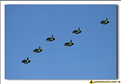 Saudi Hawks - 19